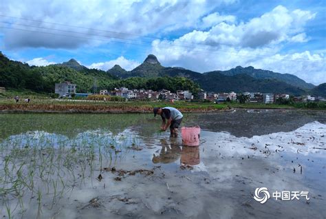 河池金城江：夏收夏种农事忙 广西高清图片 中国天气网