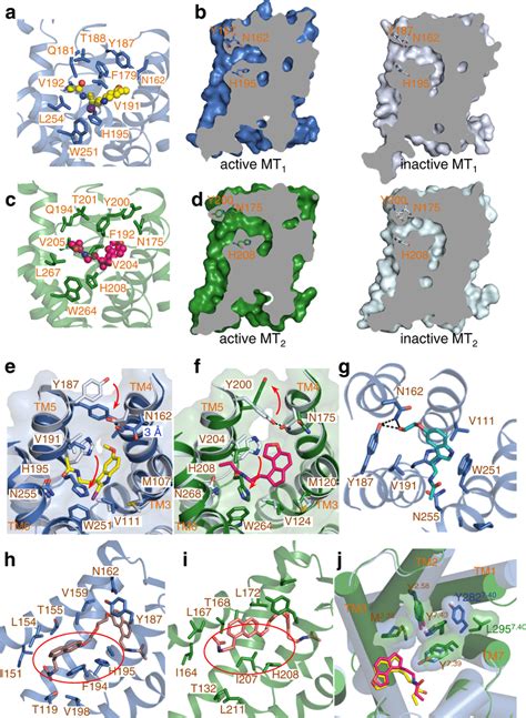 Ligand Binding Pocket And Selectivity Determinants A The Ligand Binding