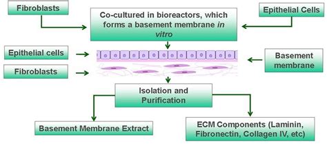 MaxGel™ ECM Hydrogel: An In Vitro Human Cell Derived Basement Membrane ...