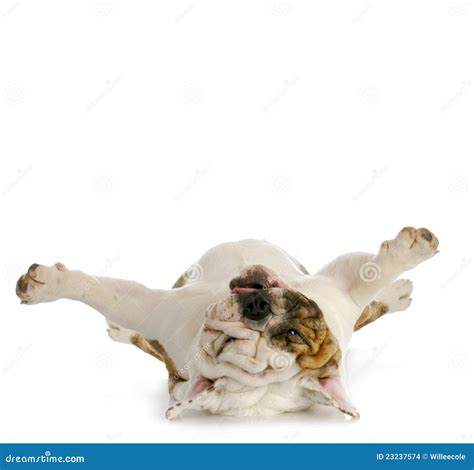 Dog Upside Down Stock Images - Image: 23237574