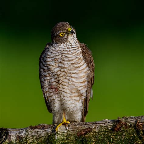 Female Sparrowhawk More Of This Beautiful Encounter From L Flickr