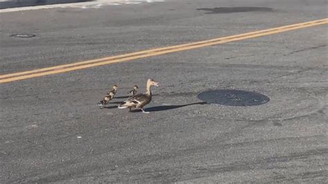 Video Ducklings Reunited With Mom After Storm Drain Rescue Abc News