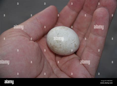 Barn Owl Eggs