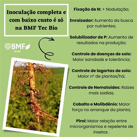 Inoculação Biológica na cultura da soja BMF Orgânicos