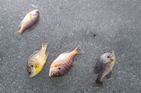 Do Indiana Dnr Spring Turkey Hunt Or Ice Fishing Demo At Pokagon Park