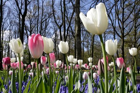 Кекенхоф | Tulips, Flower therapy, Beautiful gardens