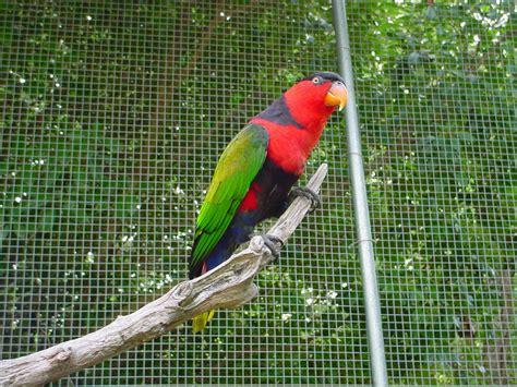 The Online Zoo Jackson Zoological Park
