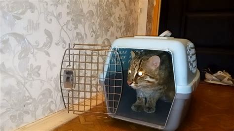 ДАЛЬНЕВОСТОЧНЫЙ КОТ НАФАНЯ ЗАБОЛЕЛ - YouTube