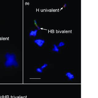 Sequence variation between the two haplotypes of chromosome 10 from B73 ...