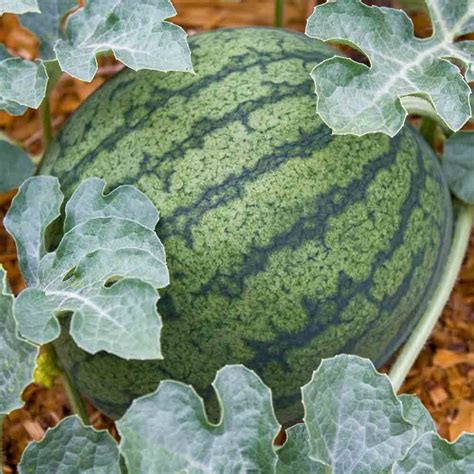 Sugar Baby Heirloom Watermelon Seeds Terroir Seeds