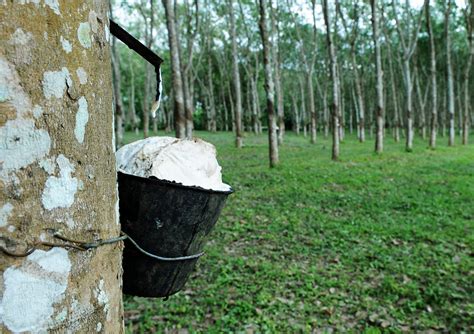 Tahukah Anda 5 Jenis Bantuan RISDA Ini Khas Untuk Pekebun Kecil