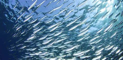 closed season  visayan sea lifted