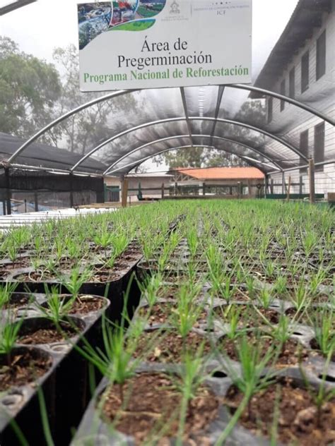 El Programa Nacional De Reforestaci N Contin A Logrando Sus Metas