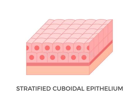Stratified Cuboidal Epithelium. Epithelial Tissue Types. Stock Vector ...