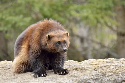 Wolverine Animal Facts | Sciencing