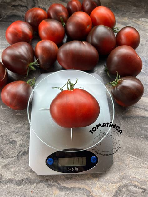 Синяя груша – Tomatinсa.ru