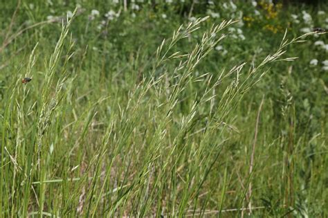 Festuca pratensis - Изображение особи - Плантариум