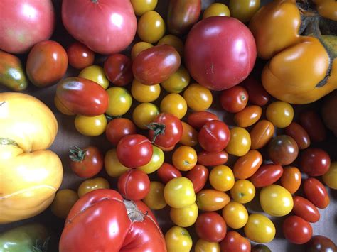 Seasonal Tomato Dishes | The Woodstock Inn and Resort