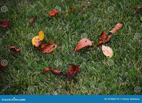 Fall Scenery `fallen Leaves` Stock Photo - Image of poetic, nature ...