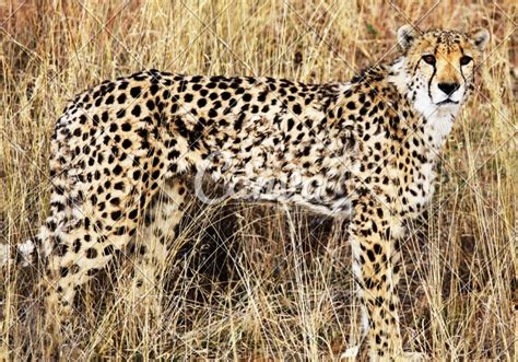 Gepard - Photos by Canva