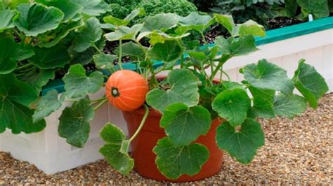 Como Cultivar Calabazas En Macetascomo Cultivar Calabazas En Macetas