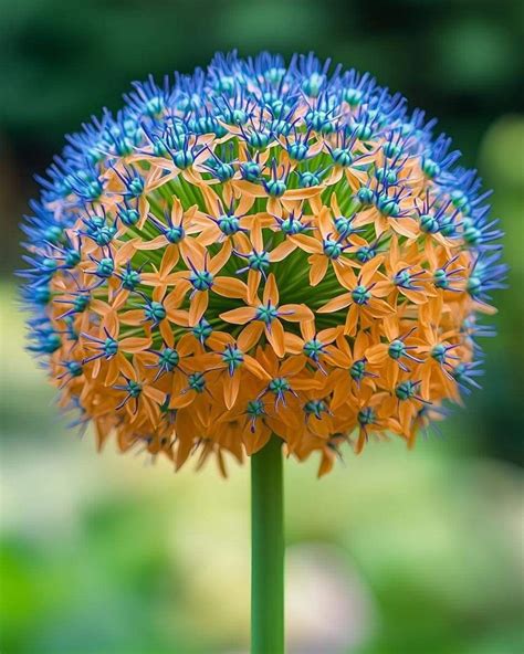 Pin By Dhafer Shamsuldeen On Flowers In Unusual Flowers Strange