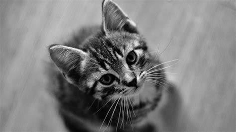 Black And White Photo Of Black White Cat Kitten Is Looking Up HD Cute Cat Wallpapers | HD ...