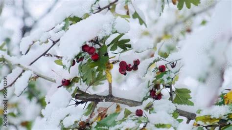 Hawthorn Tree With Red Berries Covered With The First Snow Crataegus