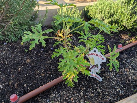 Unveiling the Secret Weapon in Our Garden: Citronella Geranium | Escola