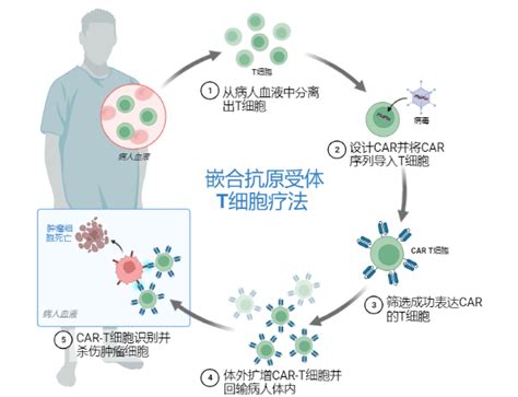 免疫治疗 肿瘤治疗的 “新星” 中国科学院生物物理研究所