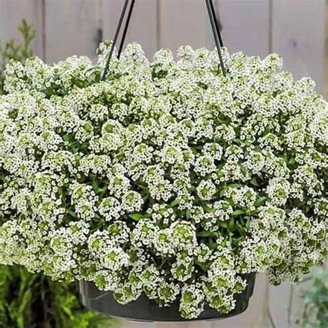 Алиссум Пасхальная шляпа белый (73615): купить семена почтой в ...