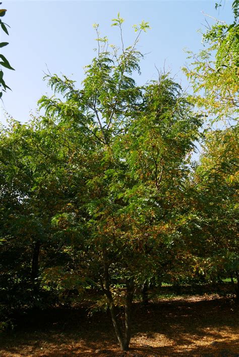 Gleditsia Triacanthos Sunburst Gleditsia Triacanthos Sunburst