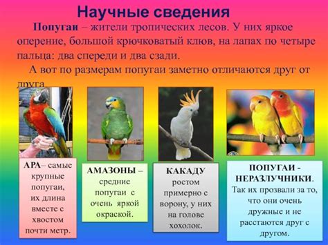 Виды попугаев: все породы, названия, описание и фото