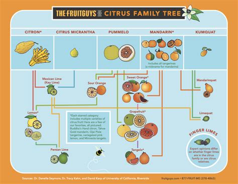citrus fruits   check  family tree  fruitguys