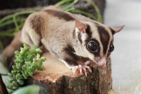 Petauro Do A Car Veja Curiosidades E Como Cuidar Do Sugar Glider