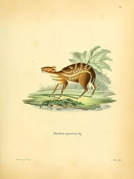 Water Chevrotain - Facts, Diet, Habitat & Pictures on Animalia.bio