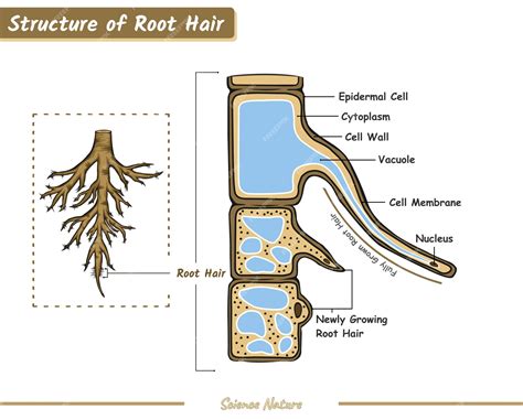 Premium Vector | Structure of root hair