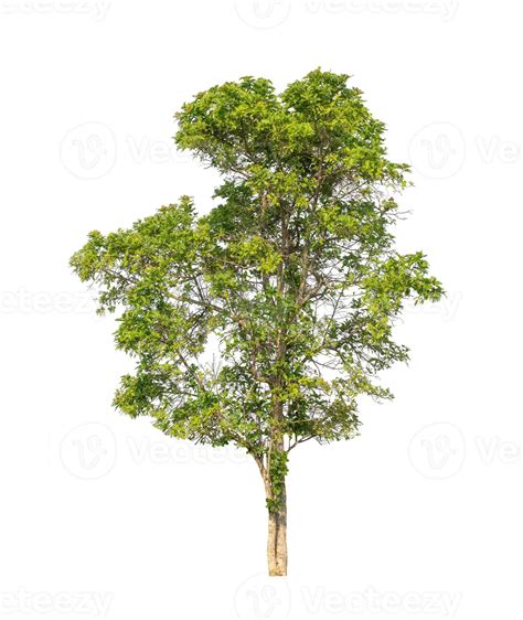los árboles que están aislados en un fondo blanco son adecuados tanto