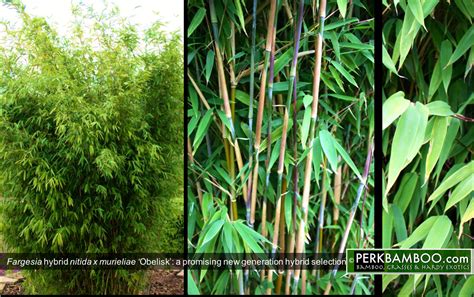 Bamboo Fargesia Scabrida 5 Litre Fast Growing Non Invasive Bamboo Plants Hedges And Shrubs Garden