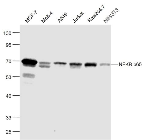 Molt Human Cell Lysate At Ug