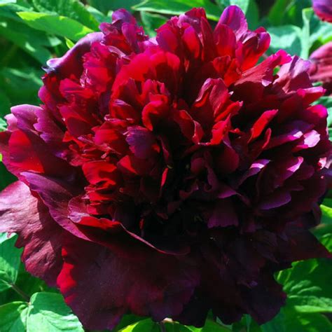 Купить Саженцы Пионов недорого с доставкой по России