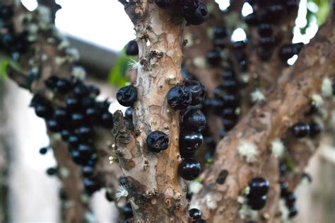 Jabuticaba confira os 10 benefícios desta fruta viciante