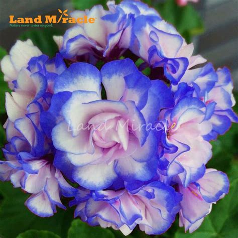 Us Rare Night Blue Geranium Seeds Appleblossom Rosebud