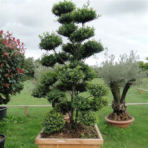 Italian Plants – Four Oaks Nursery