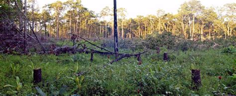 Derrubadas 200 milhões de árvores na bacia do Xingu Fátima Missionária