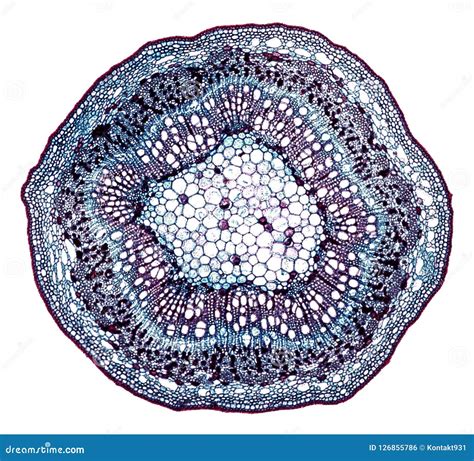 Stem Cross Section Microscope