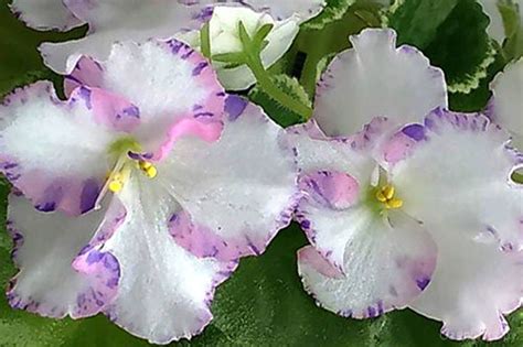 Фиалка Ma's Glass Slipper, фото и описание