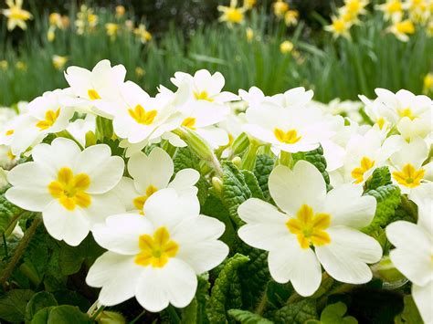 Free Spring Flowers Download Free Spring Flowers Png Images Free