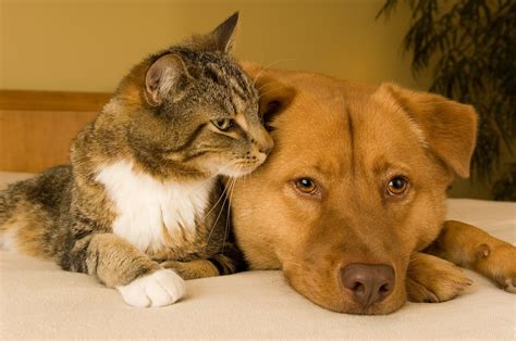 Research shows dogs and cats share more traits than we thought 13