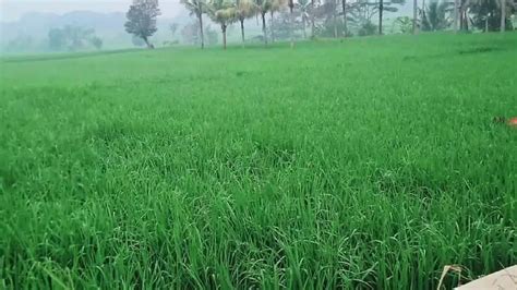 Public Village Bandi Ke Sath Kiya Jungle Desi Bhabhi Indian Gay Porn XHamster